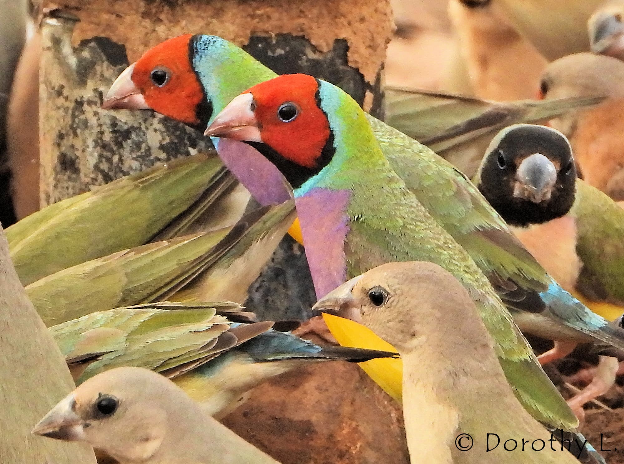 Gouldian Finches (Chloebia gouldiae)