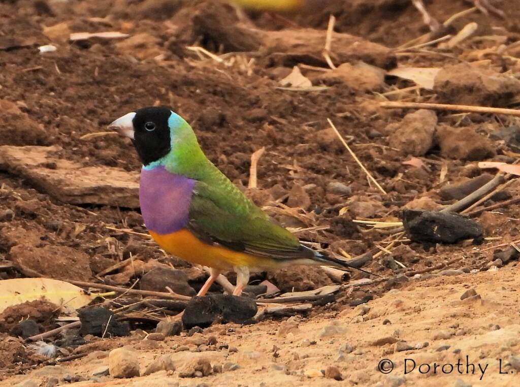 Gouldian Finch (Chloebia gouldiae)