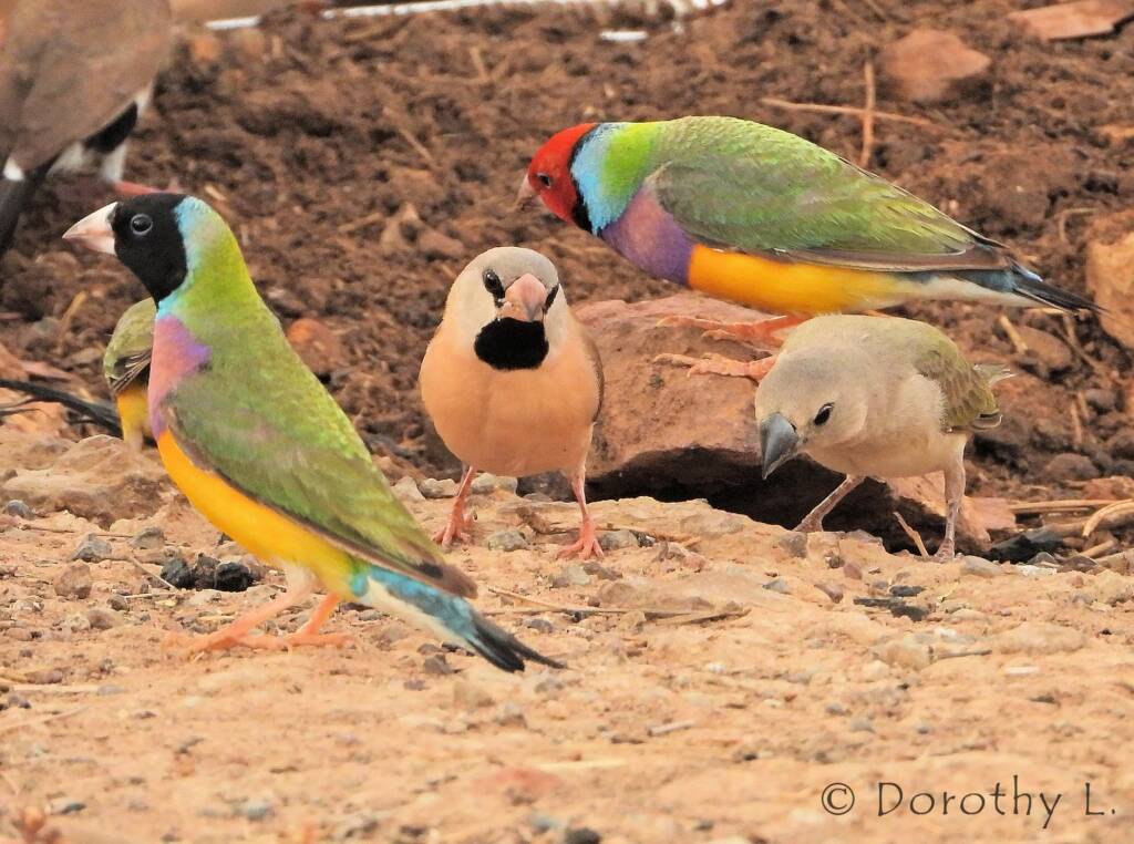 Gouldian Finches (Chloebia gouldiae) and Long-Tailed
