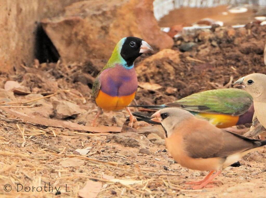 Gouldian Finch (Chloebia gouldiae) and Long-Tailed