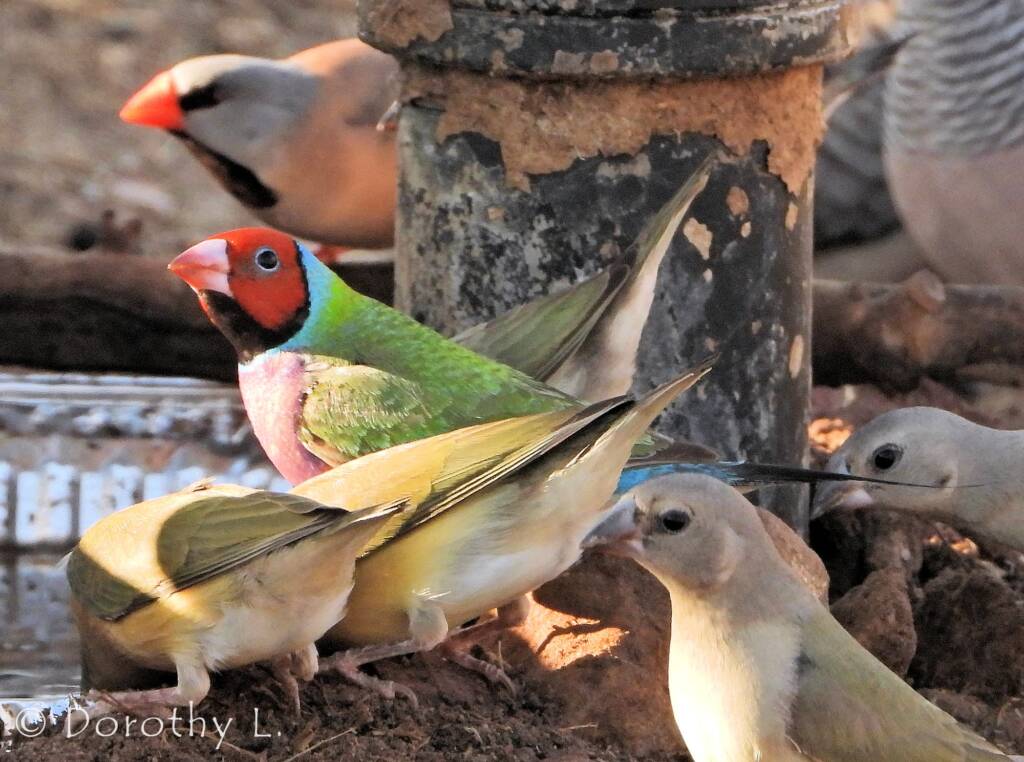 Gouldian Finches (Chloebia gouldiae)