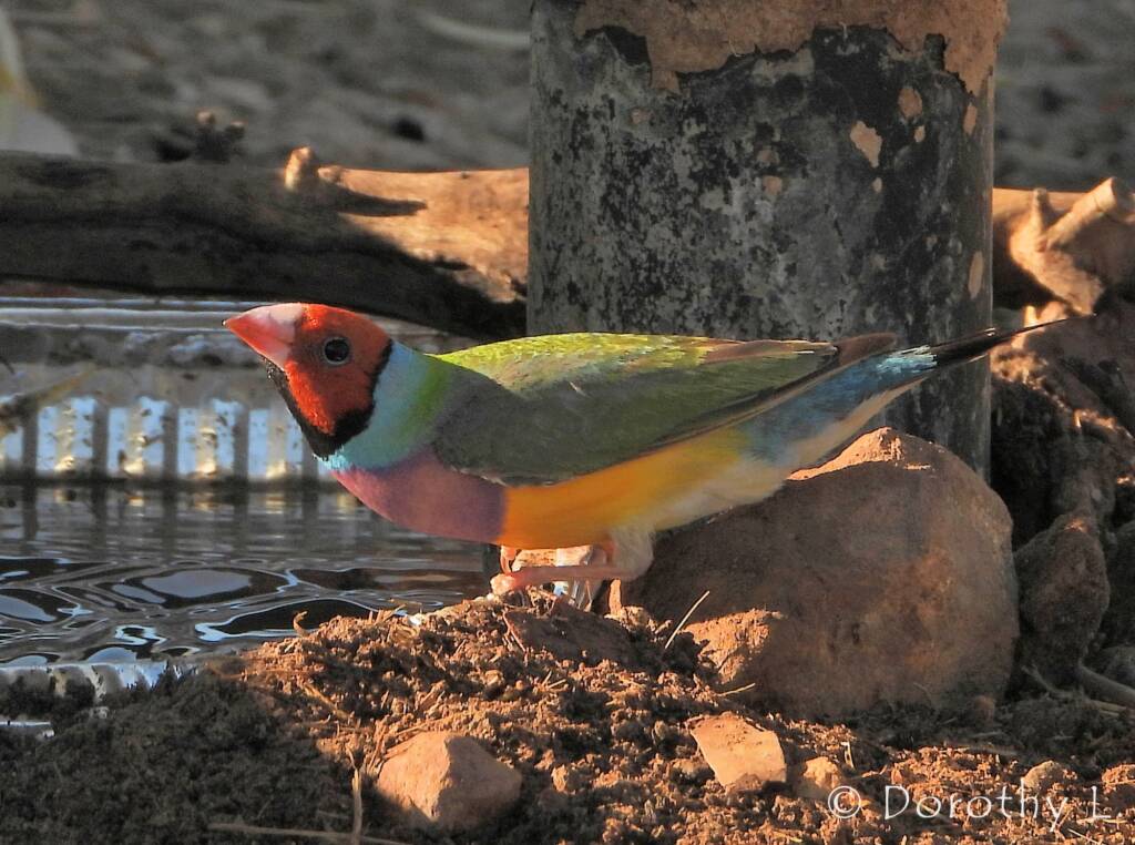 Gouldian Finch (Chloebia gouldiae)