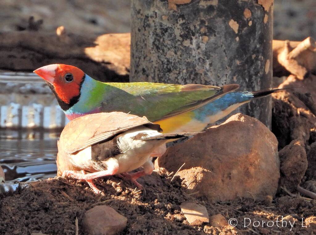 Gouldian Finch (Chloebia gouldiae)