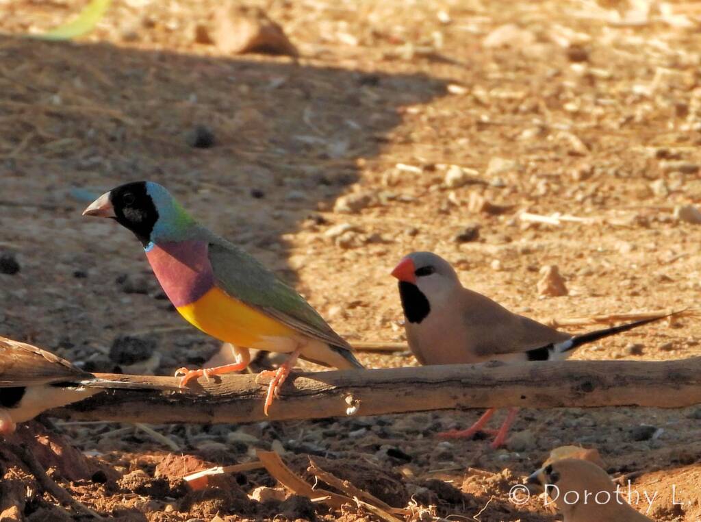 Gouldian Finch (Chloebia gouldiae) and Long-Tailed (Poephila acuticauda)