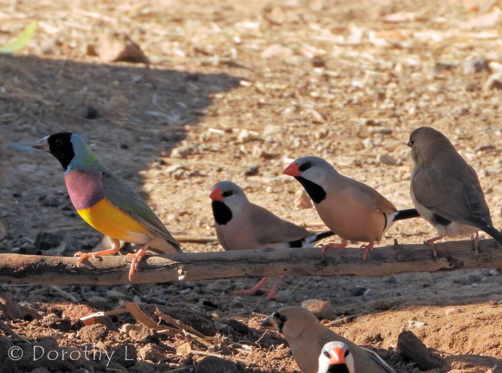 Gouldian Finch (Chloebia gouldiae) and Heck's Longtail (Poephila acuticauda)
