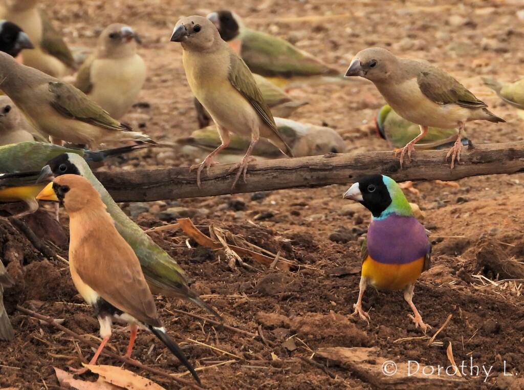 Gouldian Finch (Chloebia gouldiae) and Masked Finch (Poephila personata)