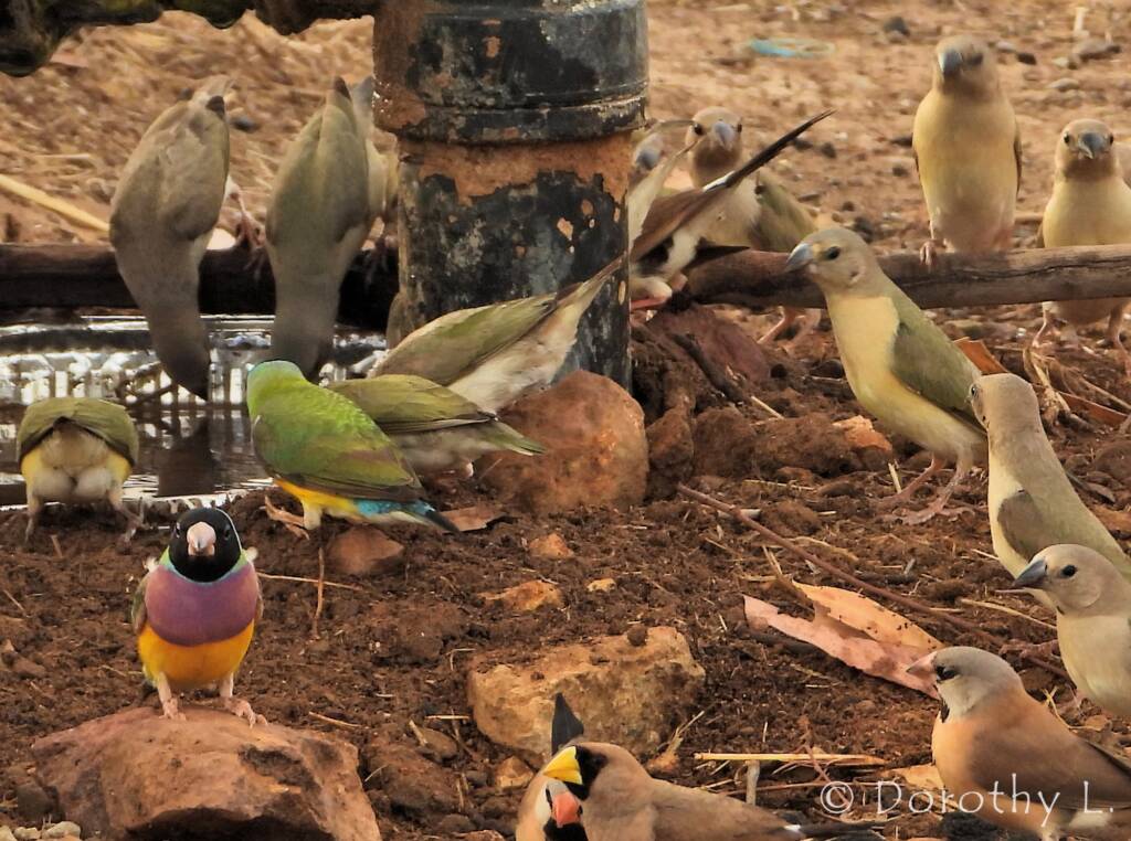 Gouldian Finches (Chloebia gouldiae)