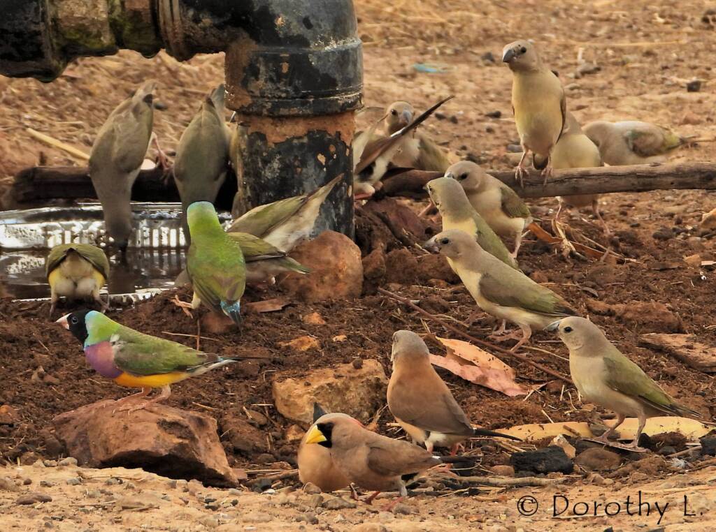 Gouldian Finches (Chloebia gouldiae) and Masked Finch (Poephila personata)