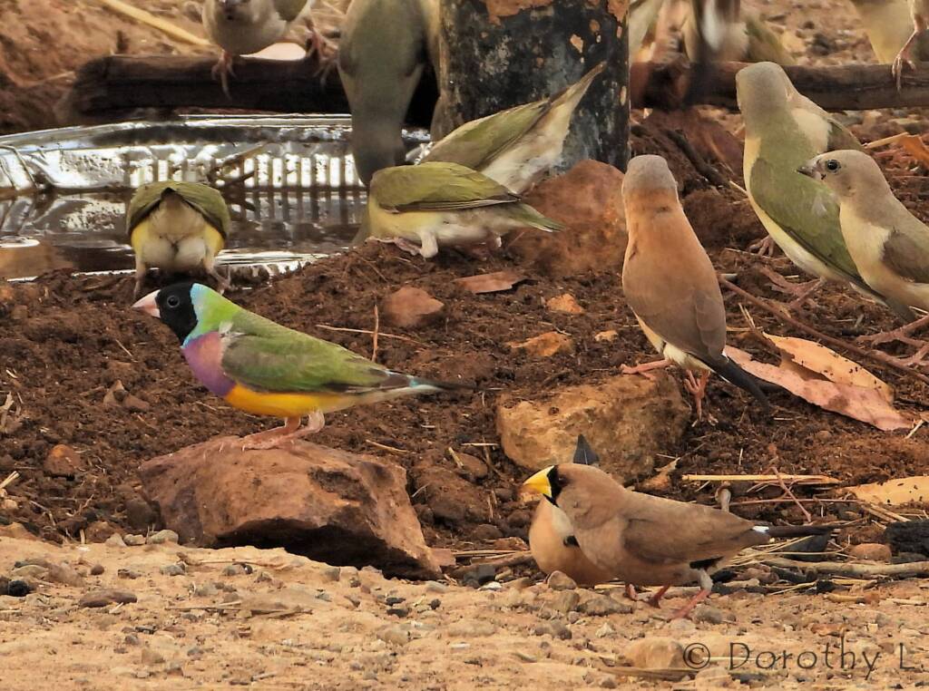 Gouldian Finches (Chloebia gouldiae) and Masked Finch (Poephila personata)
