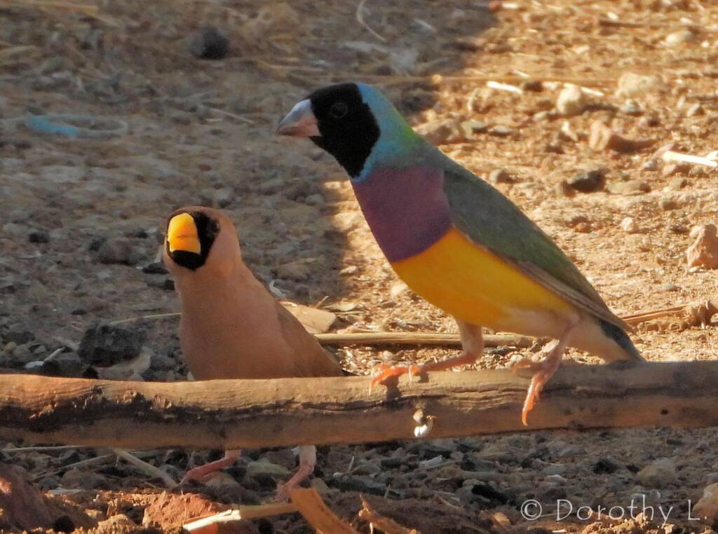 Gouldian Finch (Chloebia gouldiae) with Masked Finch (Poephila personata)