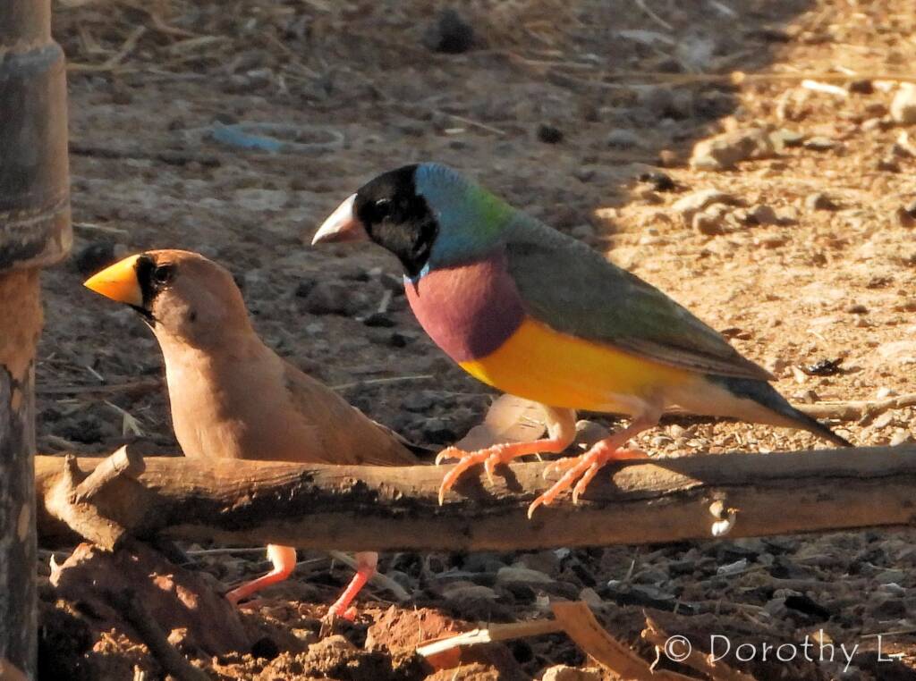 Gouldian Finch (Chloebia gouldiae) with Masked Finch (Poephila personata)