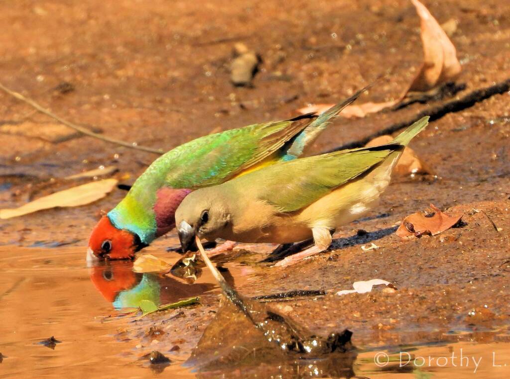 Gouldian Finch (Chloebia gouldiae)