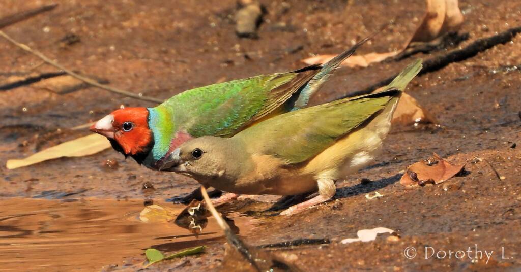 Gouldian Finch (Chloebia gouldiae)