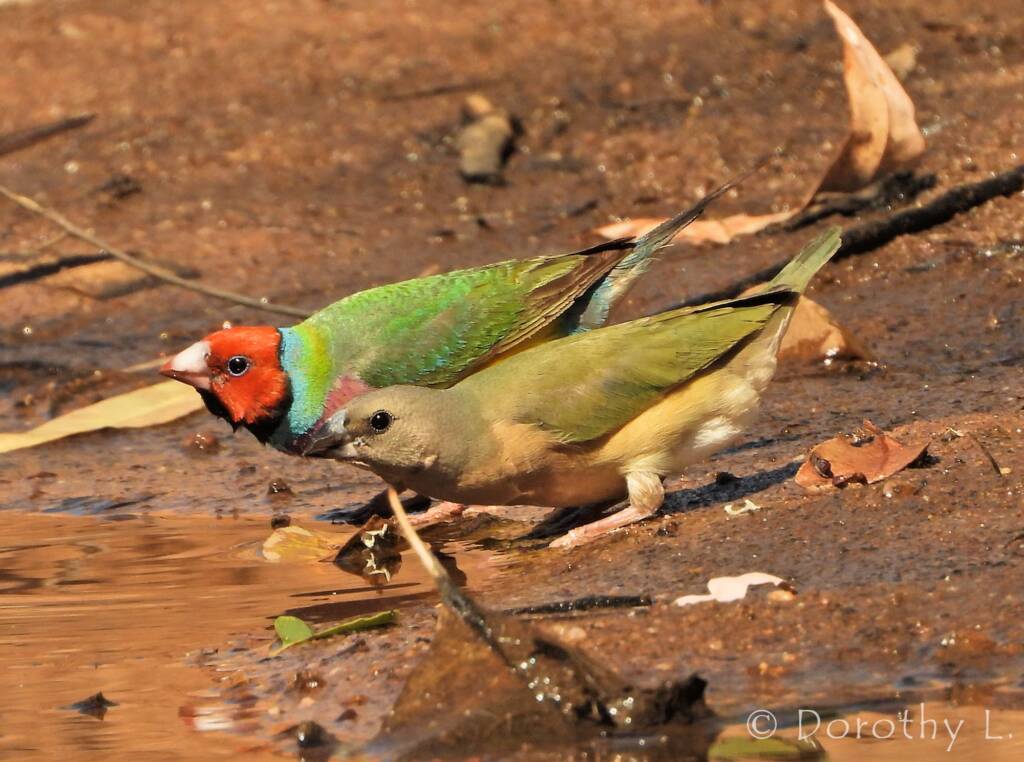 Gouldian Finch (Chloebia gouldiae)