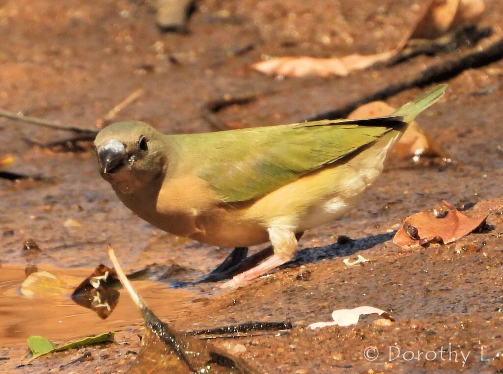 Immature Gouldian Finch (Chloebia gouldiae)