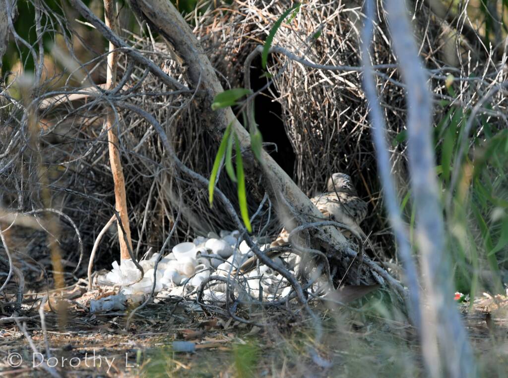 Bower of the Great Bowerbird (Chlamydera nuchalis)