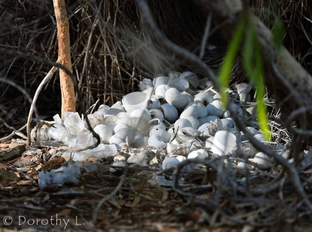 Bower of the Great Bowerbird (Chlamydera nuchalis)