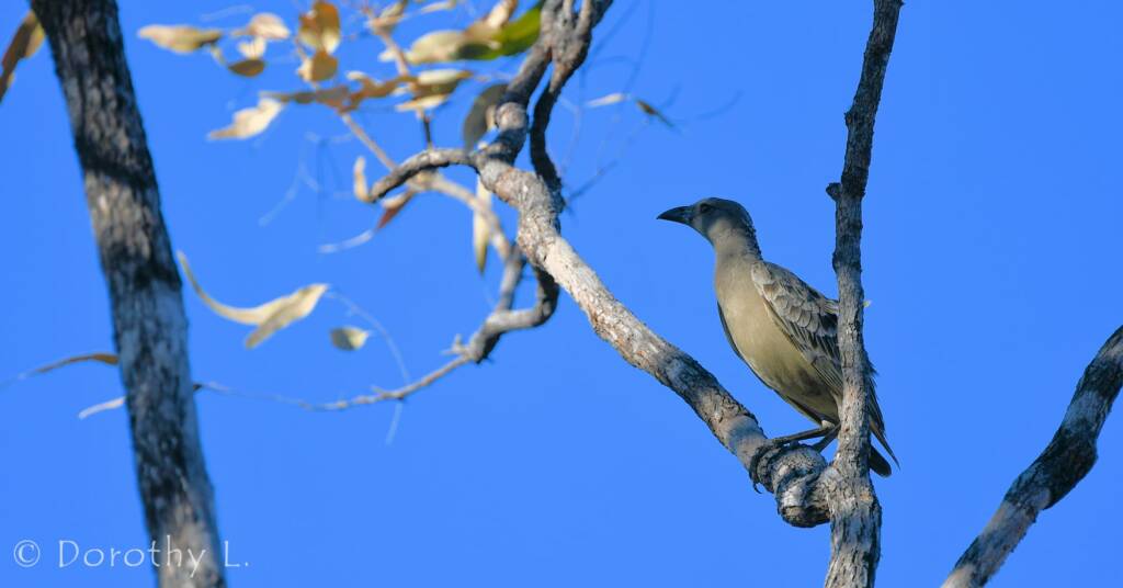 Great Bowerbird (Chlamydera nuchalis)