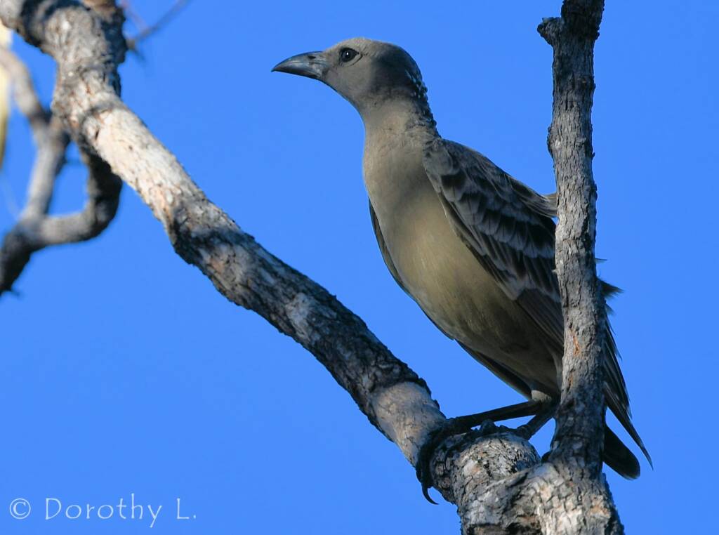 Great Bowerbird (Chlamydera nuchalis)