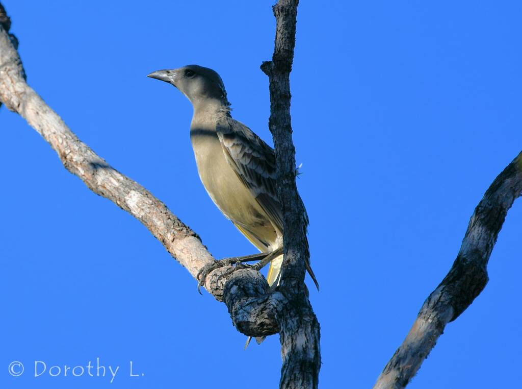 Great Bowerbird (Chlamydera nuchalis)
