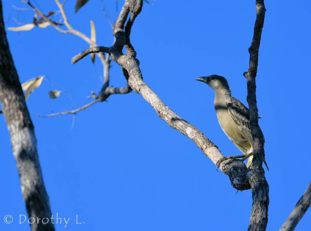 Great Bowerbird (Chlamydera nuchalis)