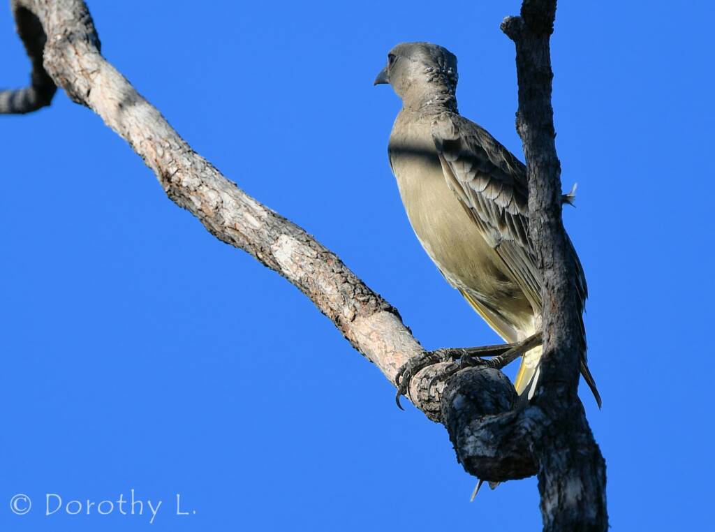 Great Bowerbird (Chlamydera nuchalis)