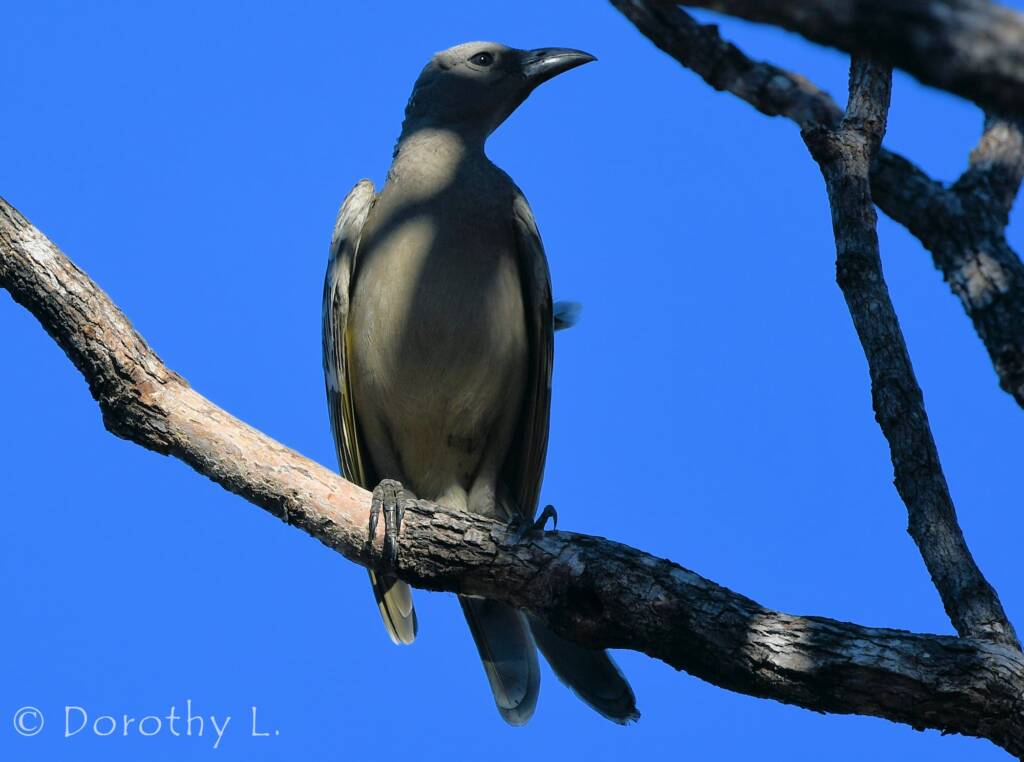 Great Bowerbird (Chlamydera nuchalis)