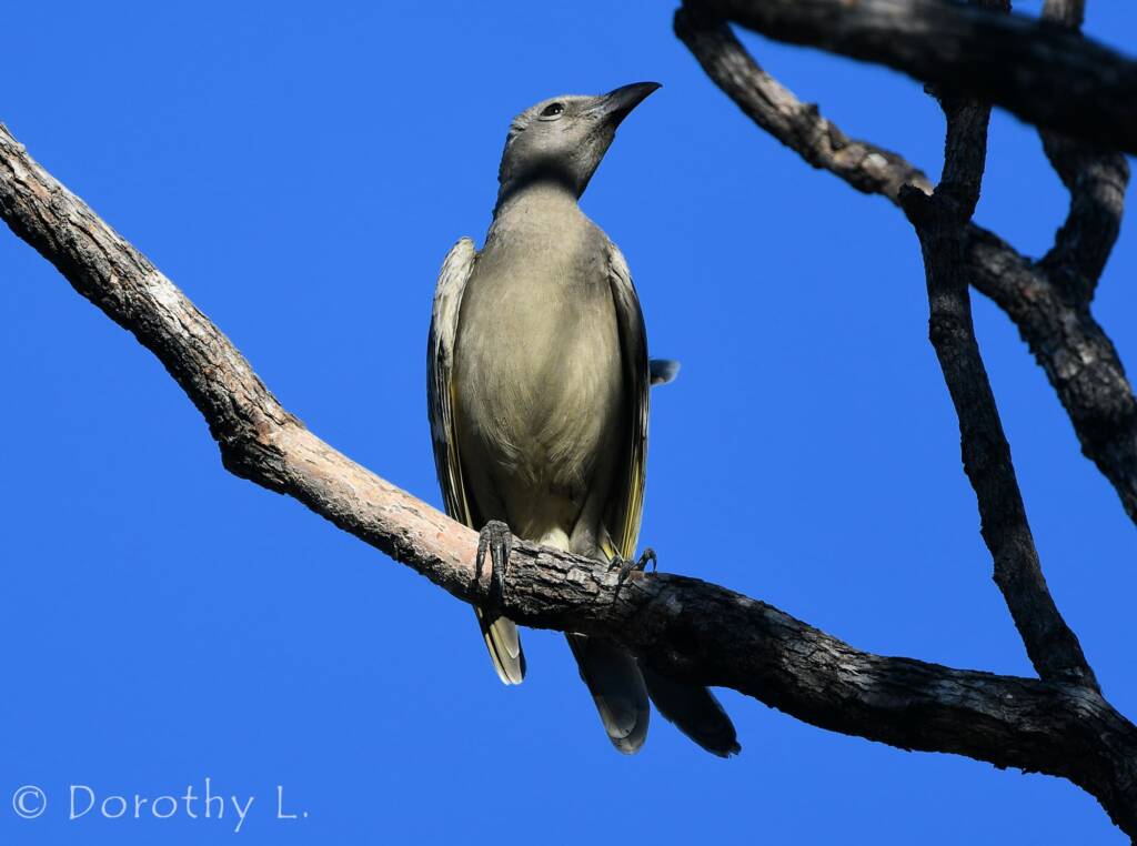 Great Bowerbird (Chlamydera nuchalis)