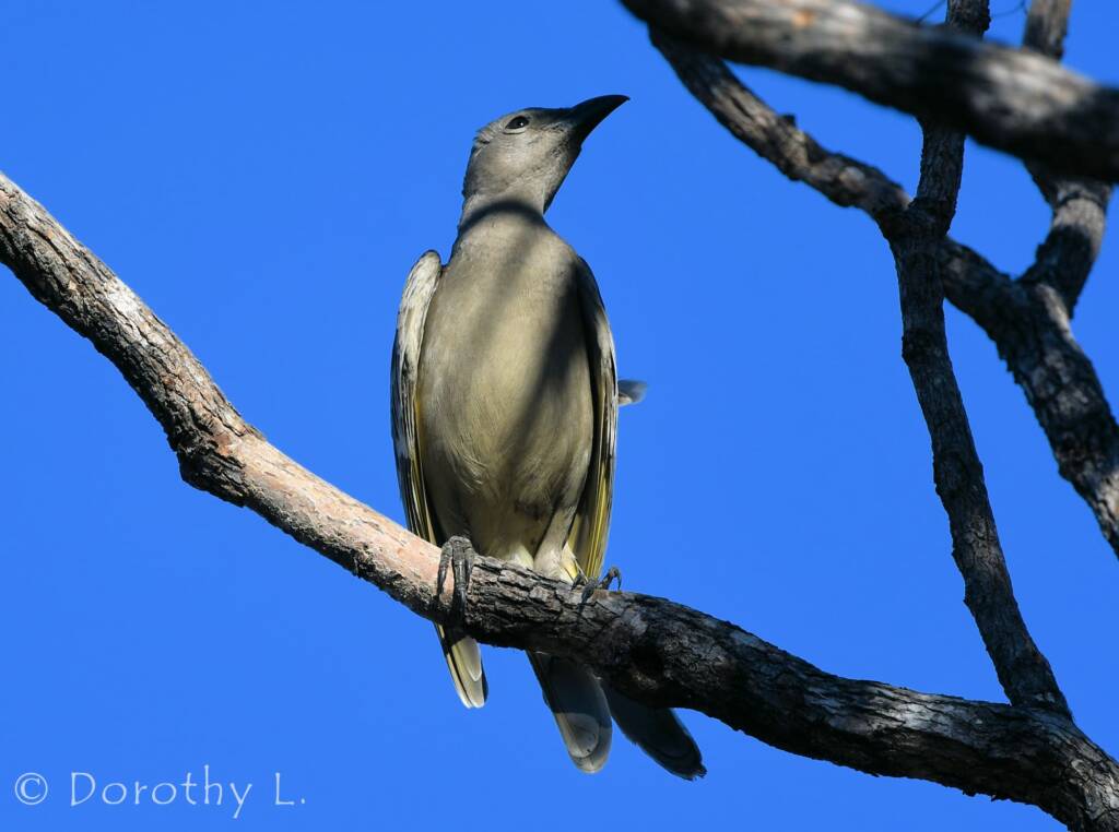 Great Bowerbird (Chlamydera nuchalis)
