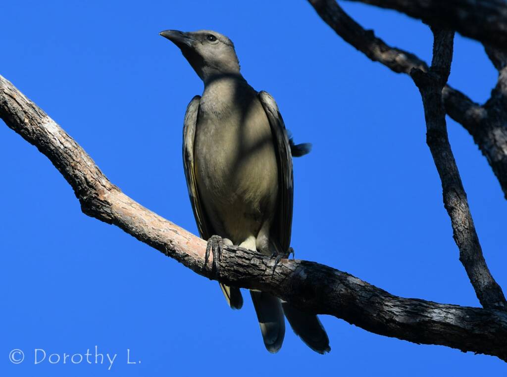 Great Bowerbird (Chlamydera nuchalis)