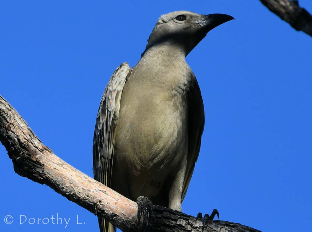 Great Bowerbird (Chlamydera nuchalis)