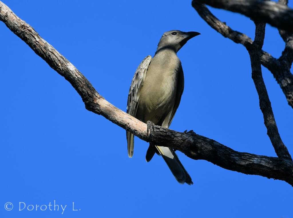Great Bowerbird (Chlamydera nuchalis)