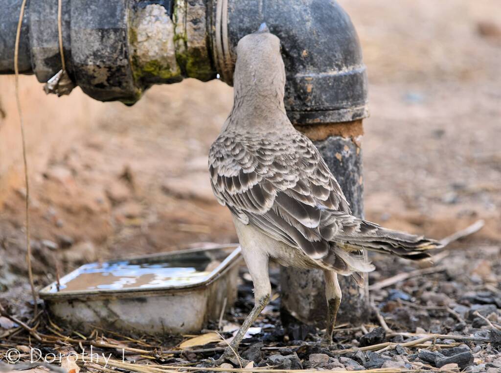 Great Bowerbird (Chlamydera nuchalis)