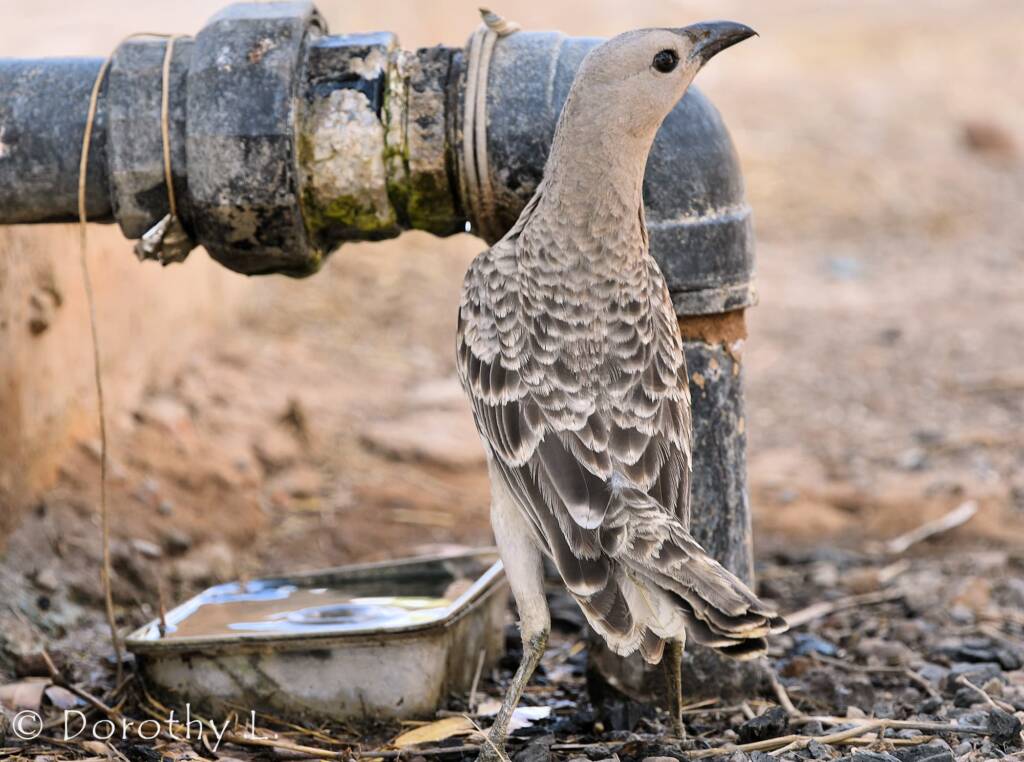 Great Bowerbird (Chlamydera nuchalis)