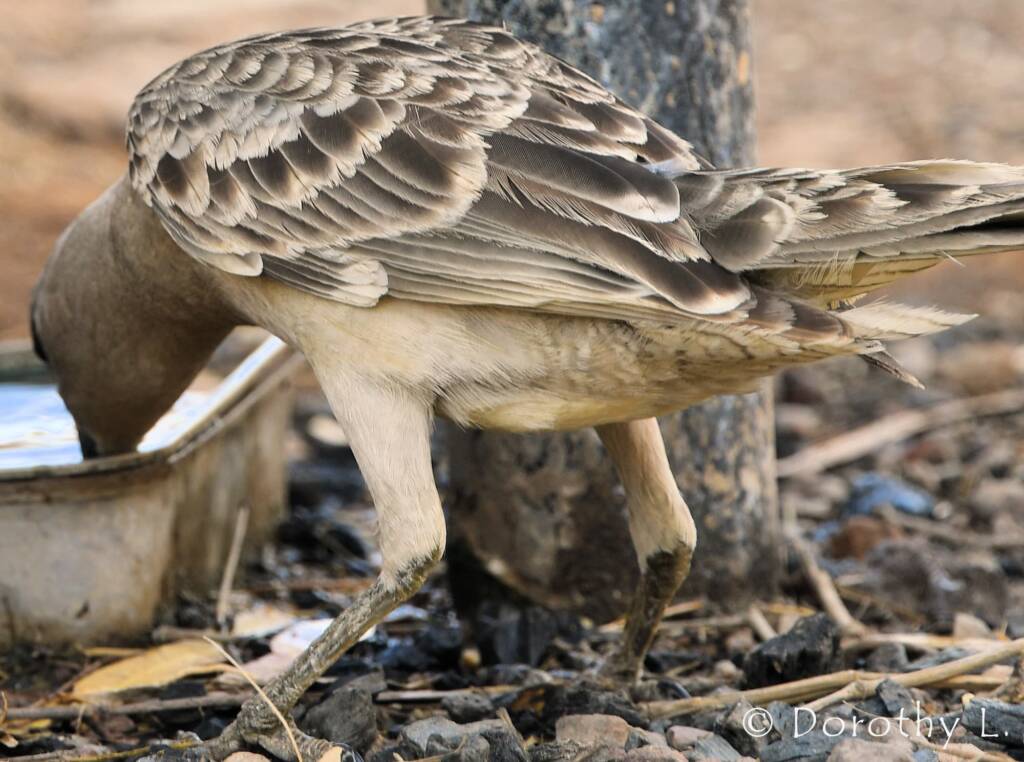 Great Bowerbird (Chlamydera nuchalis)