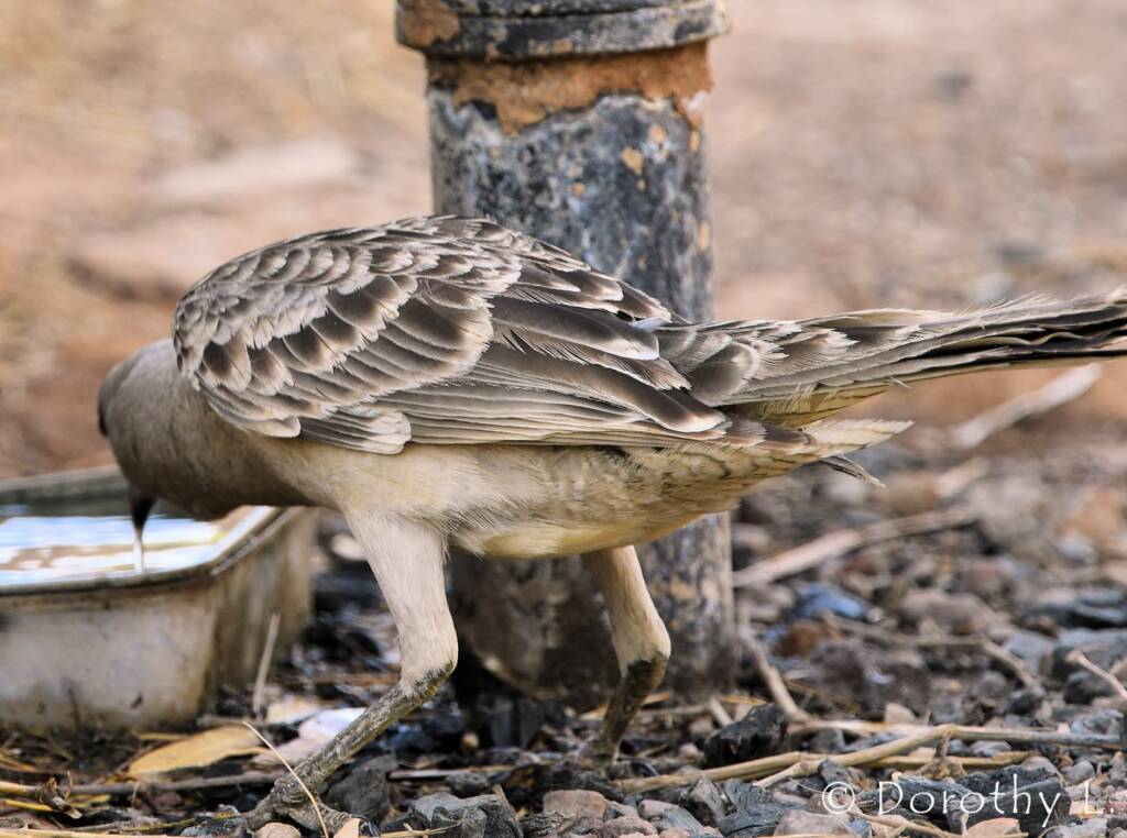 Great Bowerbird (Chlamydera nuchalis)