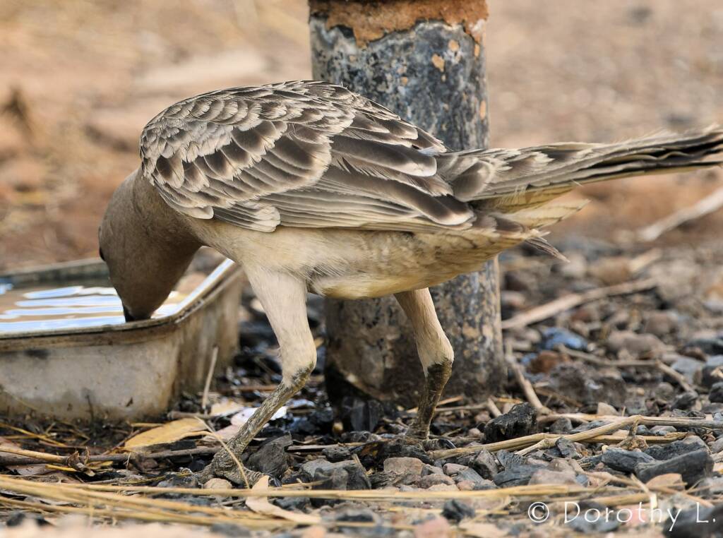 Great Bowerbird (Chlamydera nuchalis)