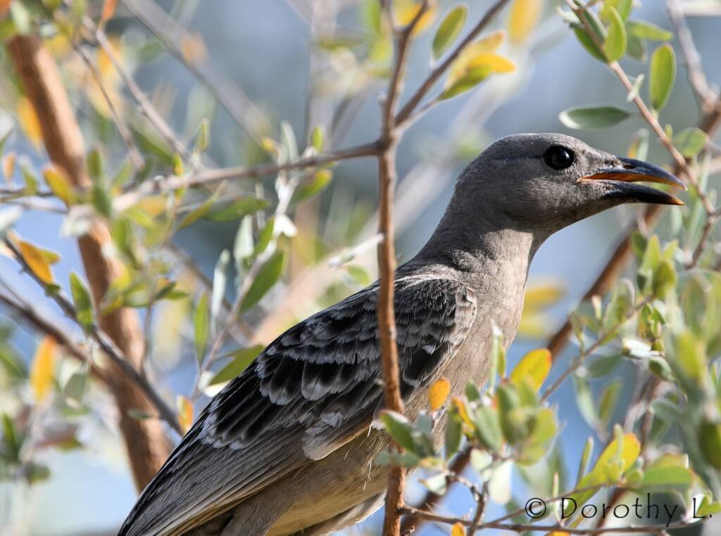 Great Bowerbird (Chlamydera nuchalis)