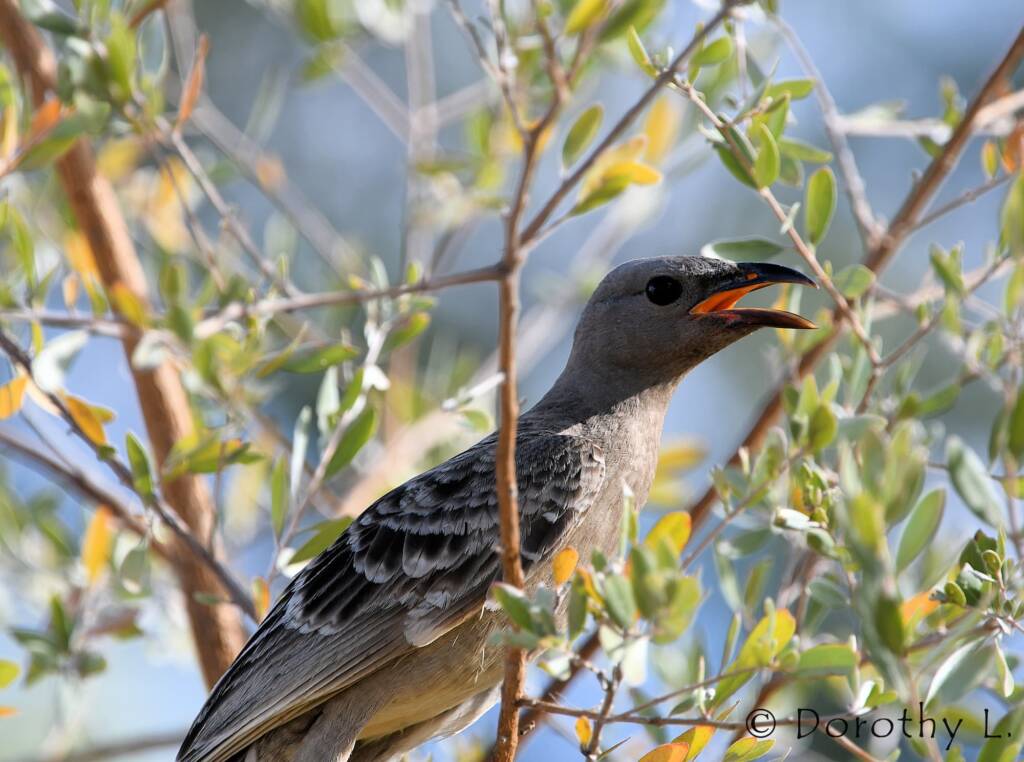 Great Bowerbird (Chlamydera nuchalis)