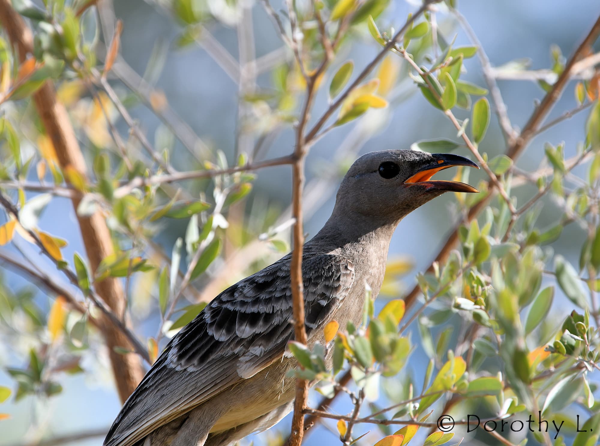 Great Bowerbird (Chlamydera nuchalis)