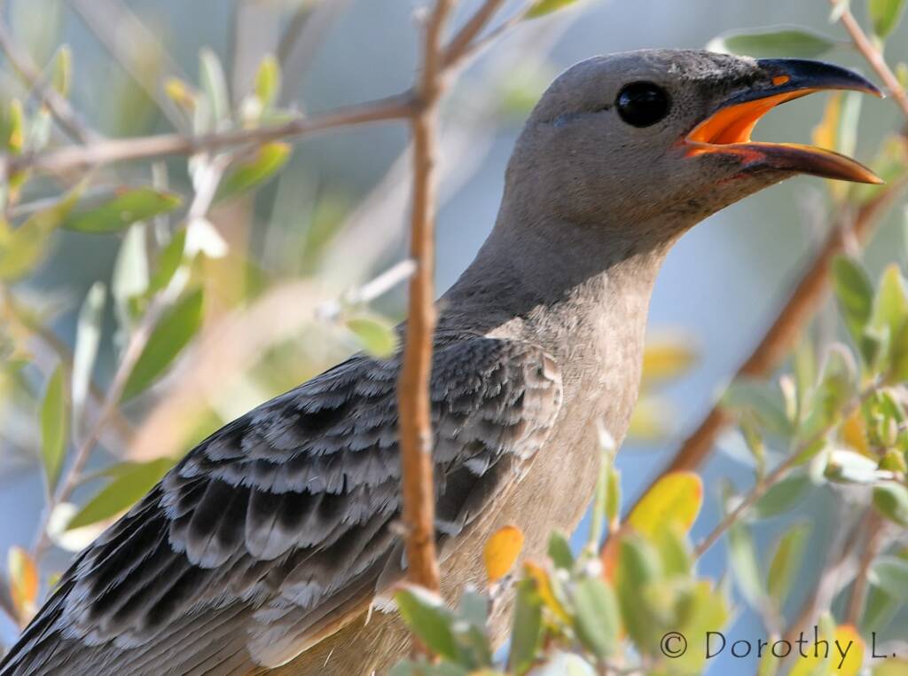 Great Bowerbird (Chlamydera nuchalis)