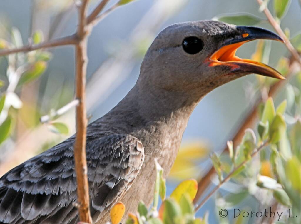 Great Bowerbird (Chlamydera nuchalis)