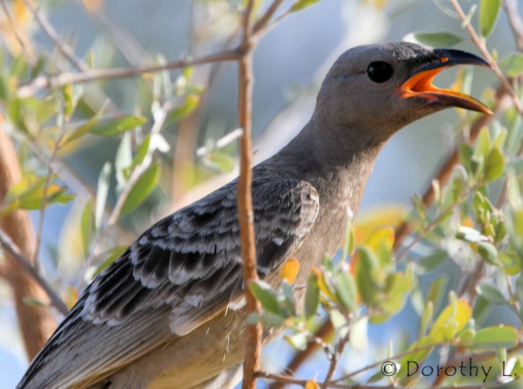 Great Bowerbird (Chlamydera nuchalis)