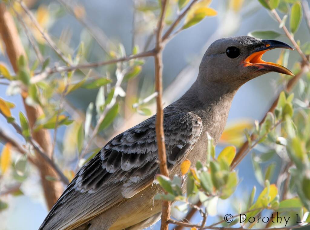 Great Bowerbird (Chlamydera nuchalis)