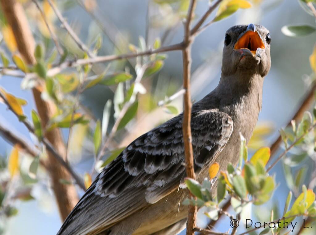 Great Bowerbird (Chlamydera nuchalis)