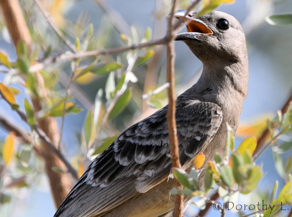 Great Bowerbird (Chlamydera nuchalis)