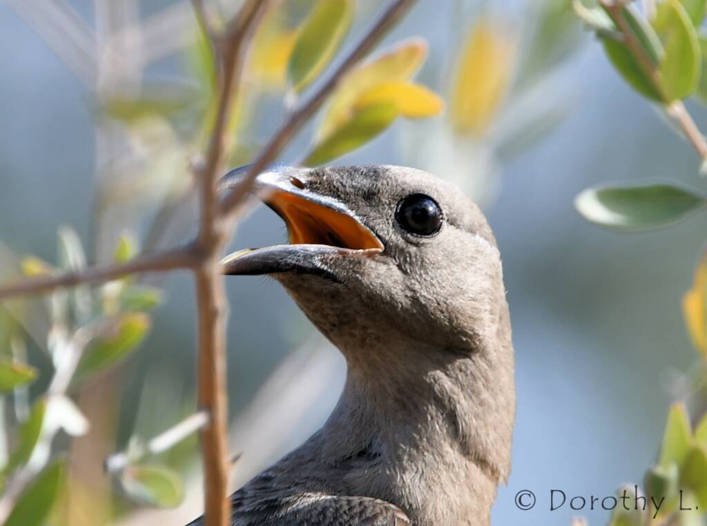 Great Bowerbird (Chlamydera nuchalis)