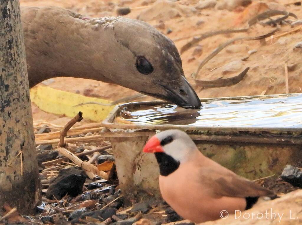 Long-tailed Finches and Great Bowerbird