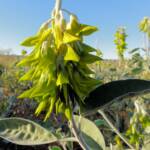 Green Bird Flower (Crotalaria cunninghamii), Binns Track, NT