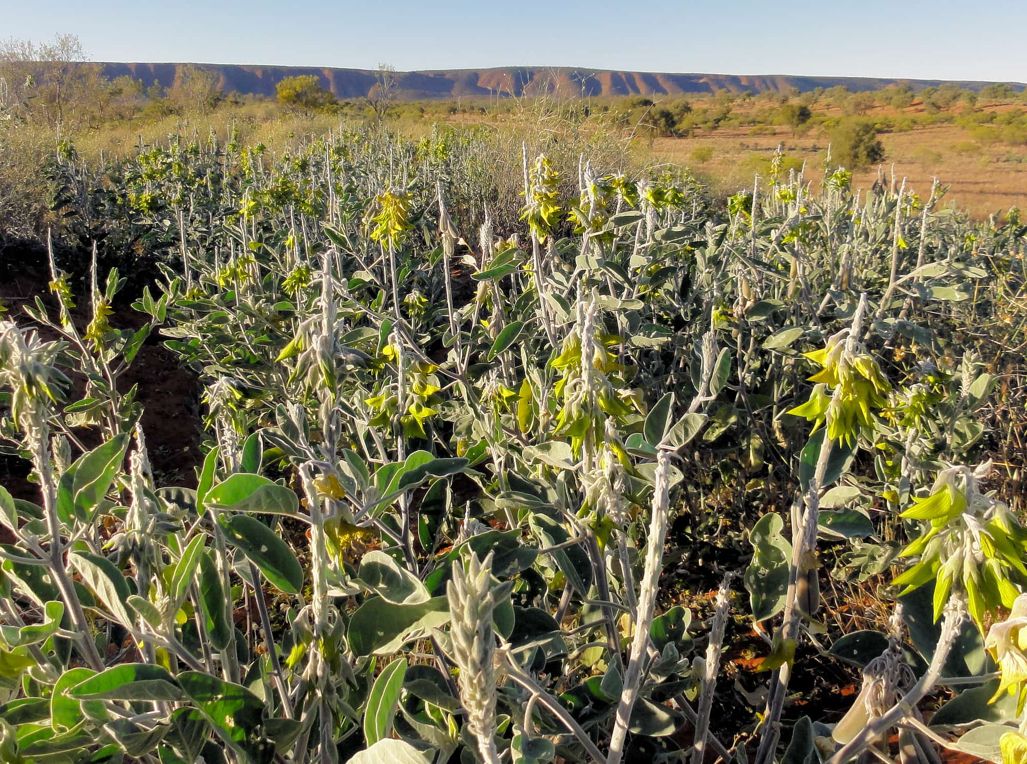 Green Bird Flower (Crotalaria cunninghamii), Binns Track, NT
